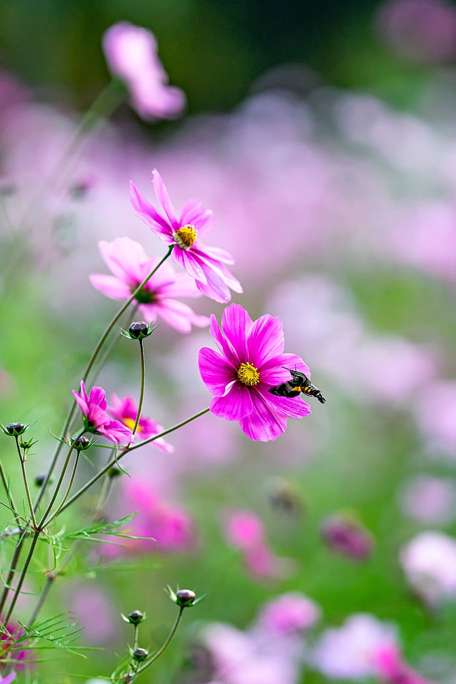 landscape, flowers, cosmos, insect, houjaku, humming‐bird moth, suck the nectar, flower, flowering plant, plant