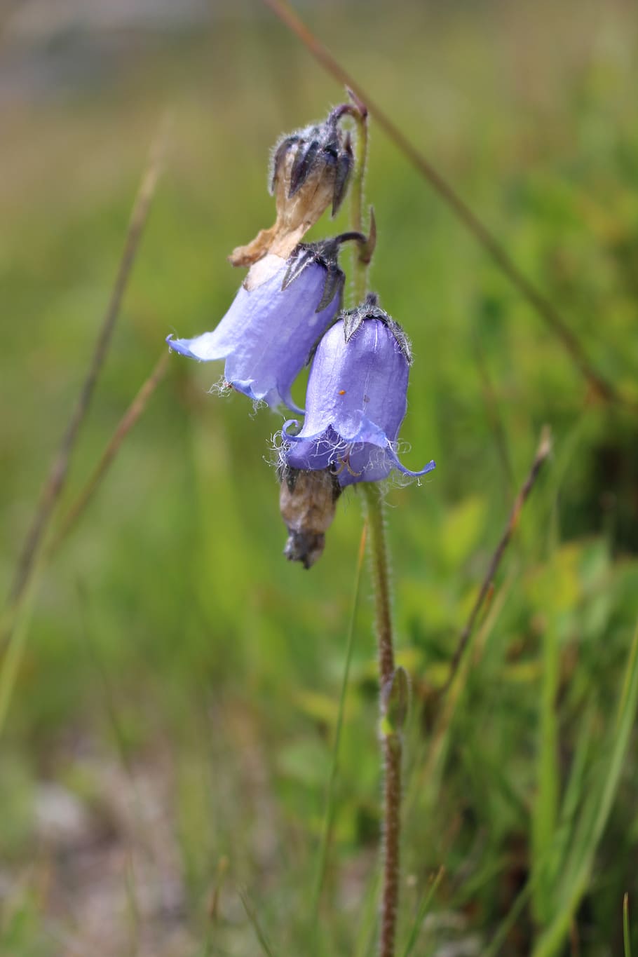 flor, campana, violeta, Planta, crecimiento, primer plano, belleza en la  naturaleza, fragilidad, vulnerabilidad, enfoque en primer plano | Pxfuel