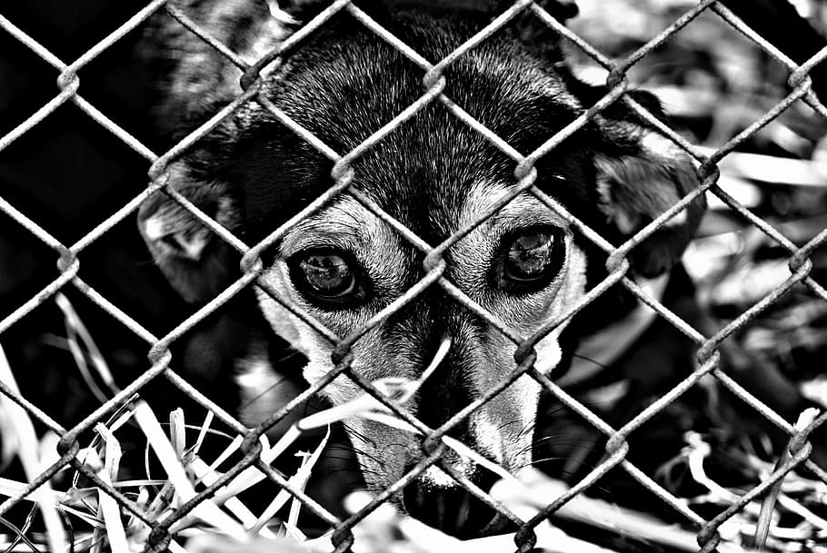 foto em escala de cinza, cerca, bem-estar animal, cão, aprisionado, abrigo de animais, triste, resgate de animais, aparência de cão, ajuda