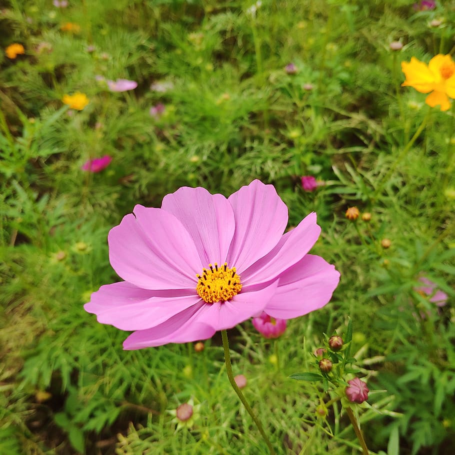 autumn english pink, flower, flowers, blooming flowers, cosmos, flowering plant, plant, freshness, fragility, vulnerability