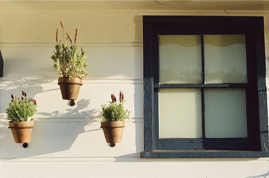 flowers, pots, siding, window, wall, plant, potted plant, nature, growth, day