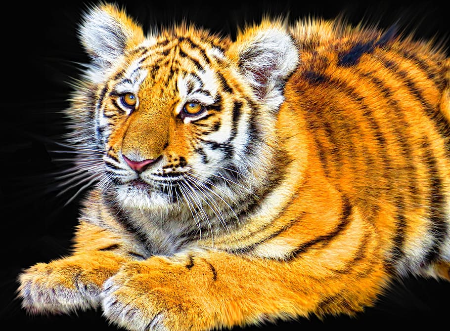 pintura de tigre, tigre, cachorro, animal, mamífero, depredador, fauna, salvaje, gato, bebé