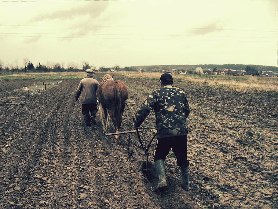 dos, persona, para caminar, marrón, vaca, campo, arado, caballo, pueblo, huerta
