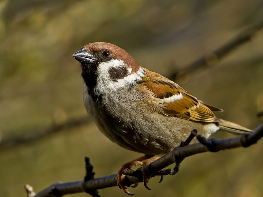 brown, gray, bird, sparrow, sperling, sitting, branch, garden, songbird, female