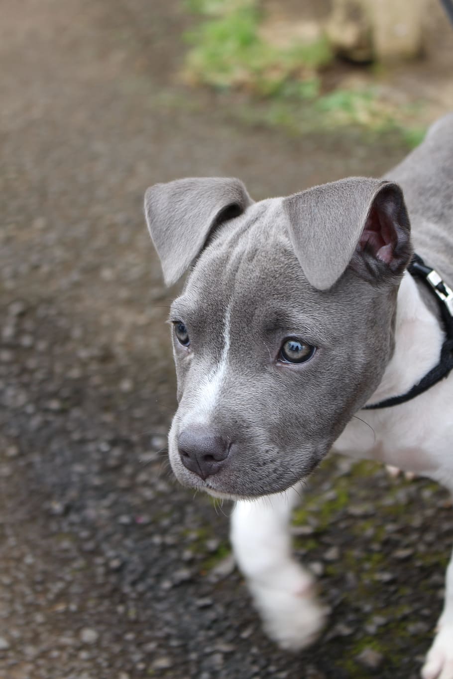 gray, white, american, pit, bull, terrier, puppy, outdoor, dog, grey