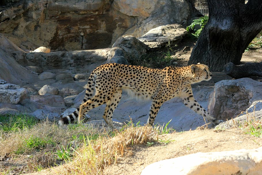 guepardo, africano, depredador, caminar, gato grande, rápido, salvaje, animal, pelaje, felino