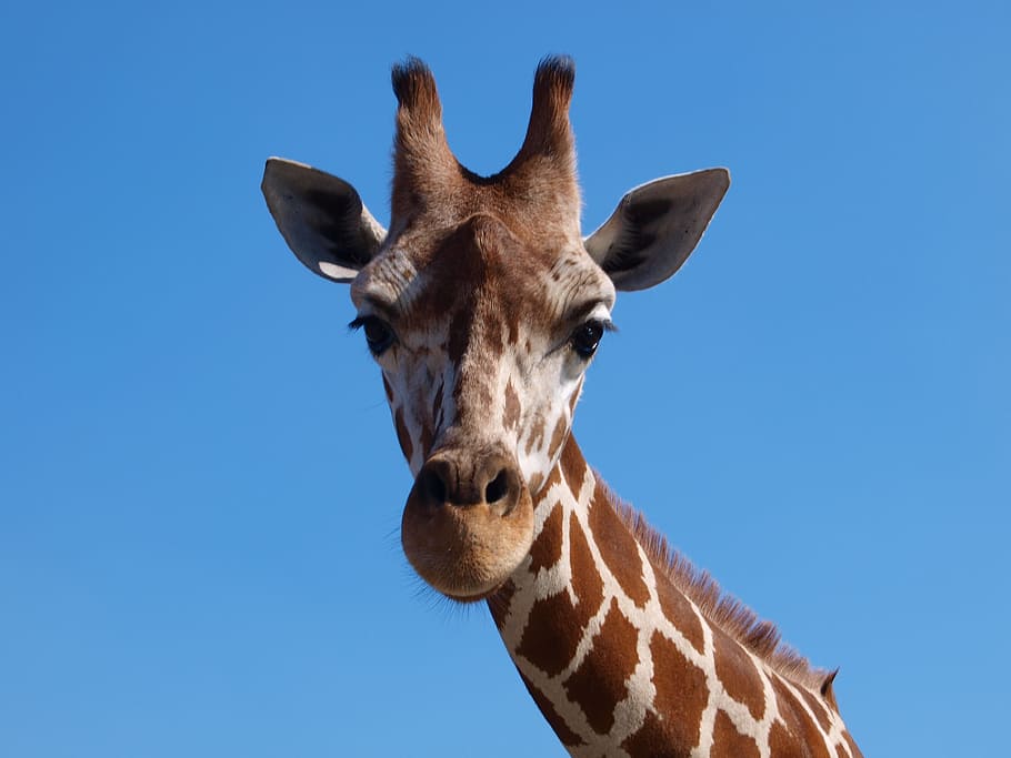 brown, white, Giraffe, South Africa, africa, large animals, safari, animal, national park, wild animal