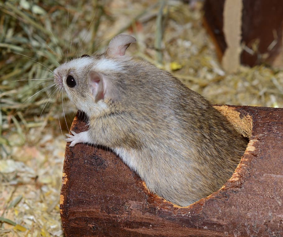 mastomys, africa, cute, rodents, nager, close up, button eyes, curious, grey brown, pregnant