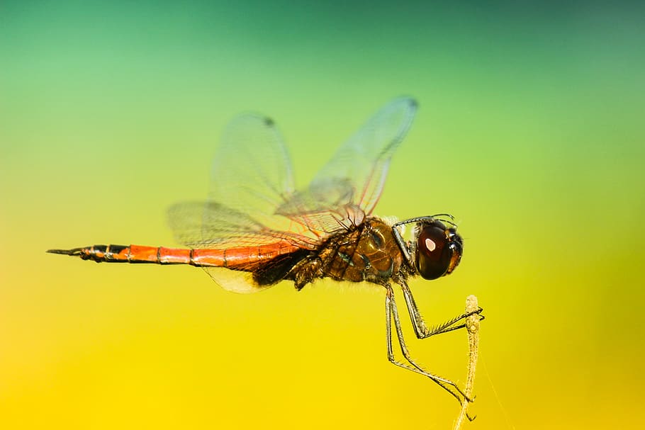 insects, dragonfly, wings, colors, patterns, gradient, still, bokeh, invertebrate, insect