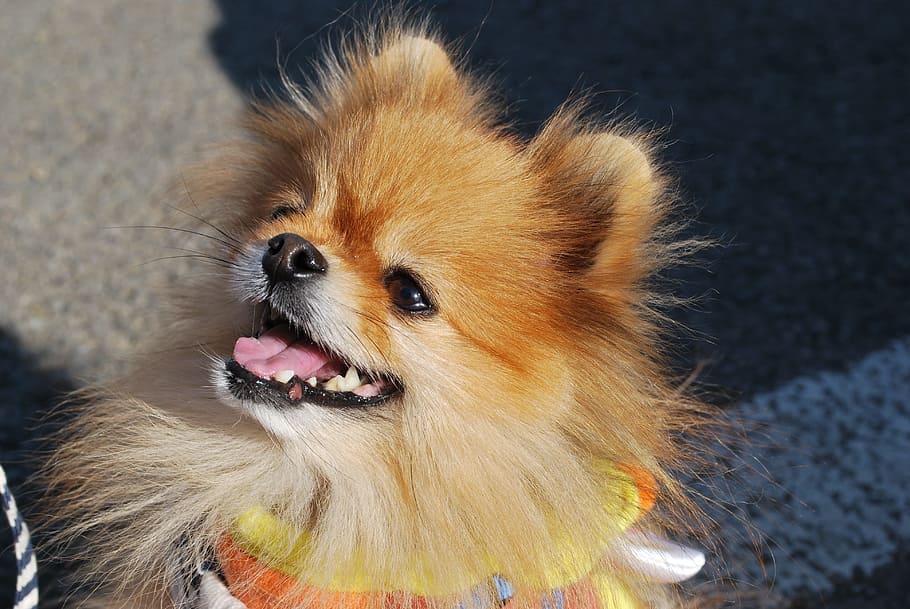 Pomeranian, Dog, Smile, Pet, pomeranian, dog, happy, dog smile, small breed dogs, supports, pets