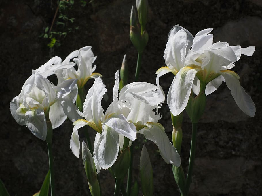 iris, lirio, flor, blanco, schwertliliengewaechs, iridaceae, planta  ornamental, naturaleza, planta, pétalo | Pxfuel