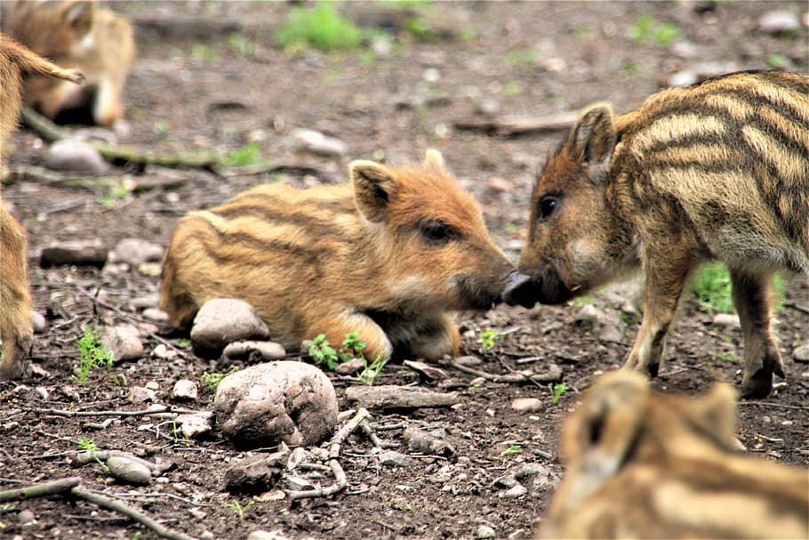 boar, wild boar, launchy, deer park, mammal, mud, pig, forest, wild ...