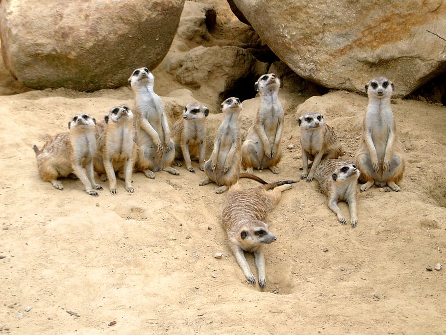 grupo, suricatas, tierra, suricata, zoológico, animal, arena, desierto, atención, vigilante