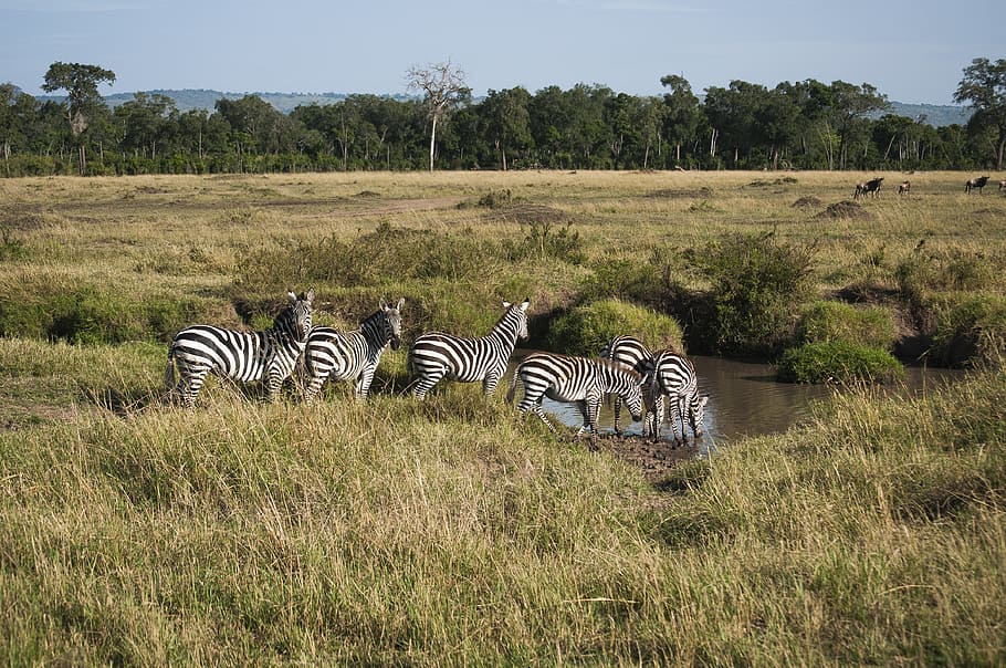 Zebra, Mammal, Wildlife, Africa, Nature, wild, safari, animal, pattern, striped
