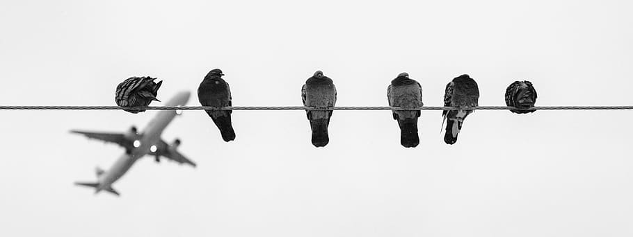 greyscale photo, six, pigeons perching, wire, the birds, aircraft, thread, pigeons, black and white, sky