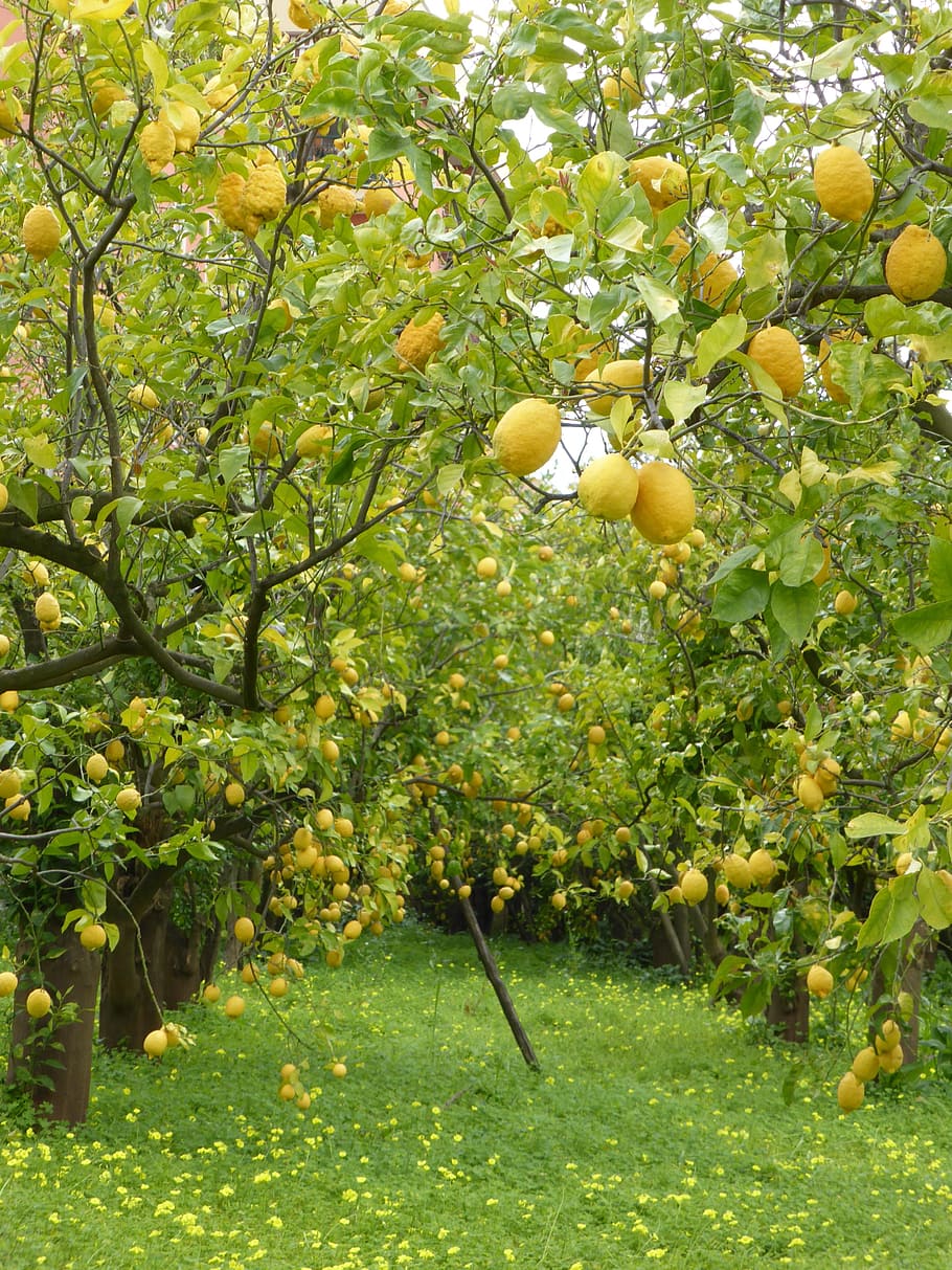 レモンの木, レモン, レモングローブ, ソレント, イタリア, 緑, 果物, 木, 自然, 農業
