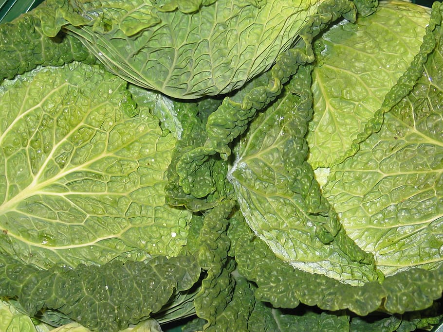 Грин витамин капуста. Kale Cabbage. Листовая капуста Лахан. Капуста зеленая листовая.