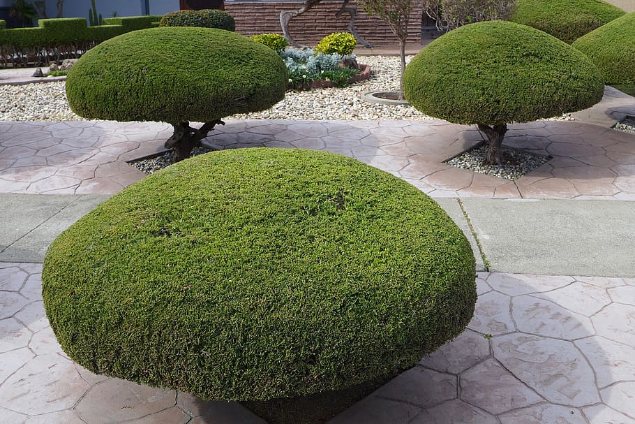 green, leafed, trees, daytime, trimmed, shaped, manicured, gardening, trimming, pruning
