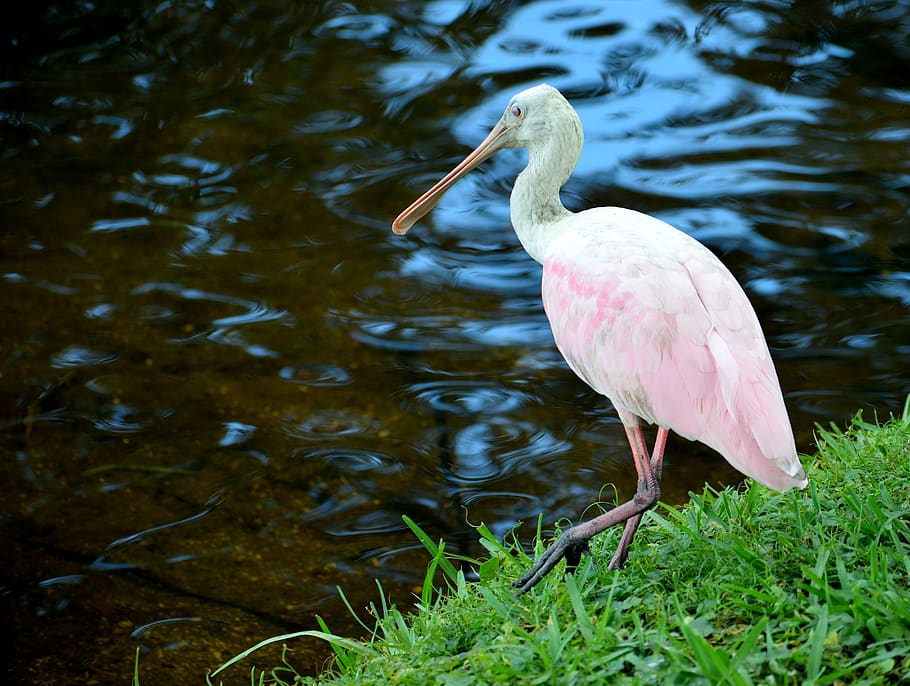 spoonbill, tropical, bird, pink color, nature, wildlife, water, wings, animal, feather