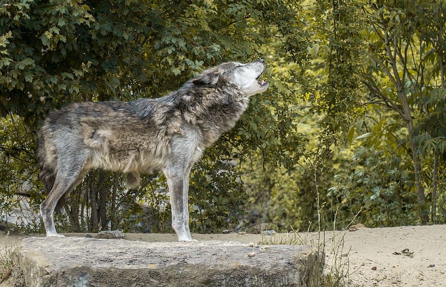 Wolf, Howl, Pack Animal, wolf howling, rudel behave, tiergarten, one animal, animal wildlife, animals in the wild, day