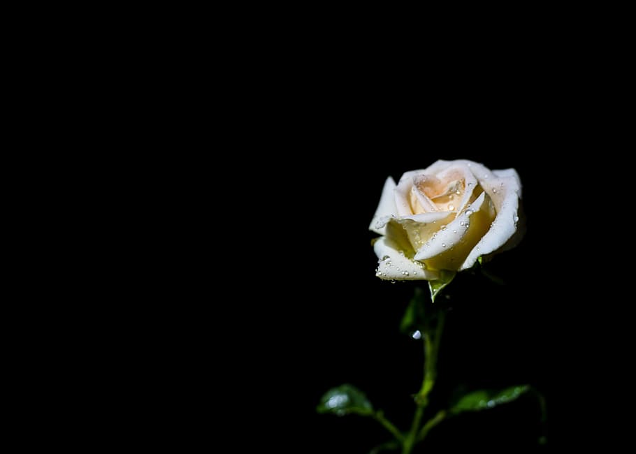 rose, night, flower, plant, white, beige, bud, garden, black, macro
