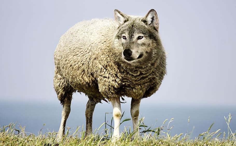 ovelha, foto, editada, cabeça de lobo, lobo em pele de cordeiro, lobo, pele de carneiro, lã, risco, ameaça