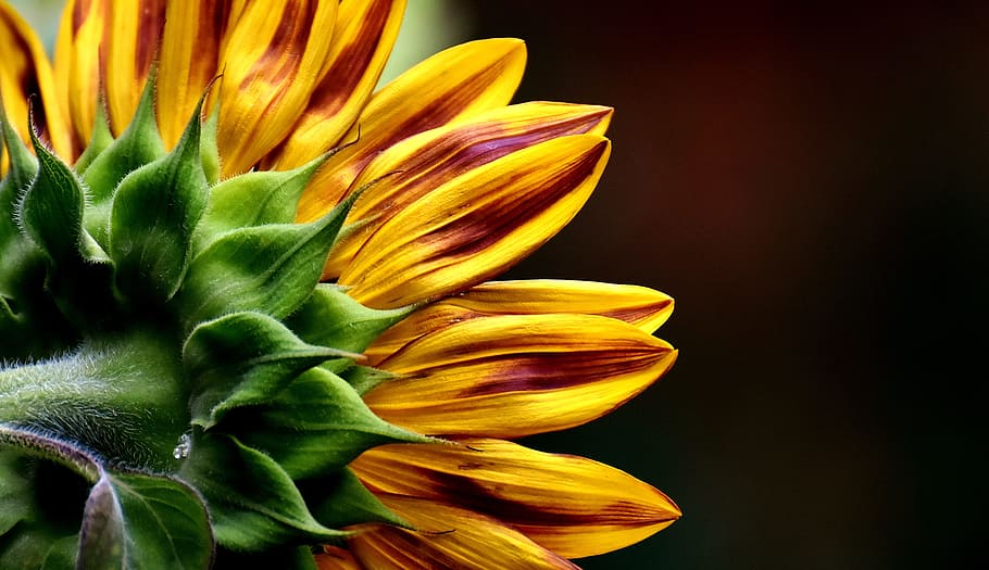 closeup, sunflower, sun flower, summer, garden, blossom, bloom, yellow, helianthus, nature
