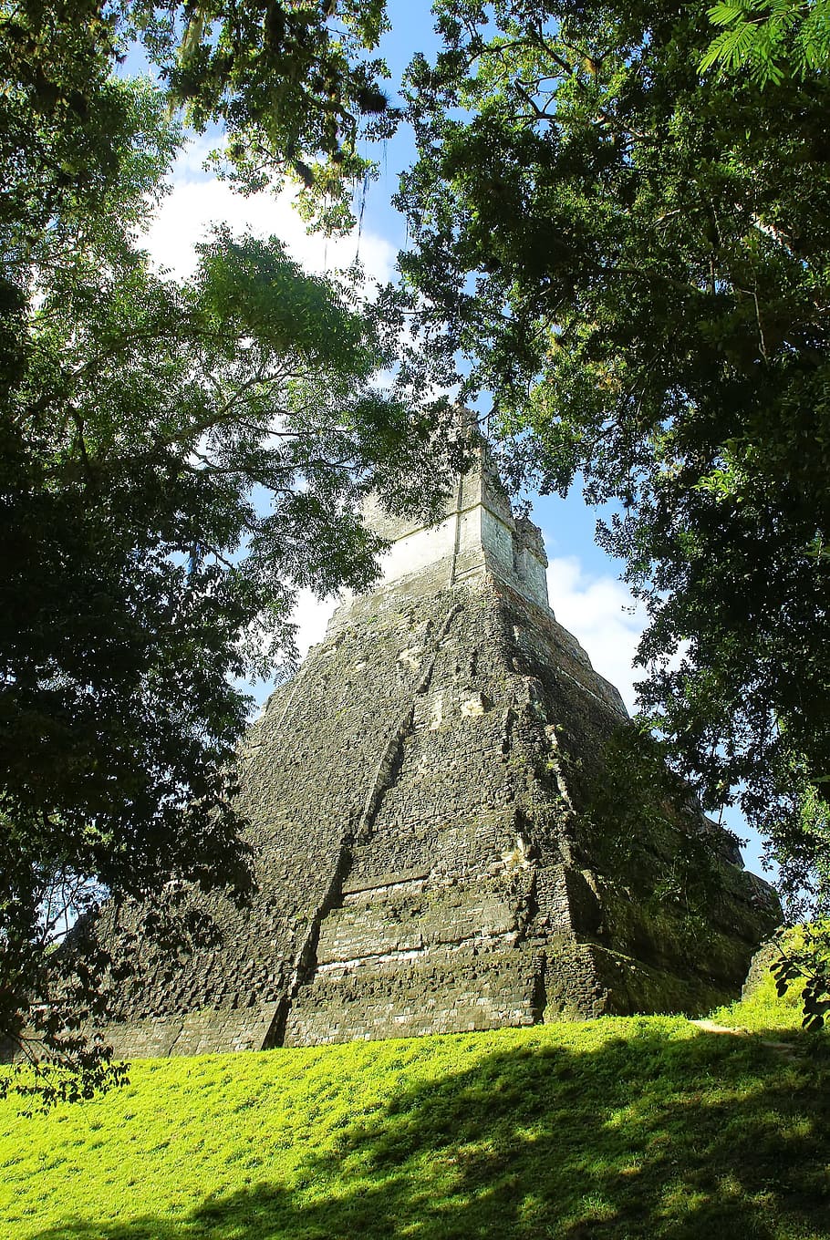 guatemala, tikal, maya, columbian civilization, pyramid, great pyramid, ruins, rainforest, plant, tree