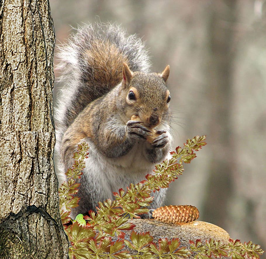 squirrel, eating, pine cone, brown, branch, tree, eat, nut, rodent, squirrel in the tree