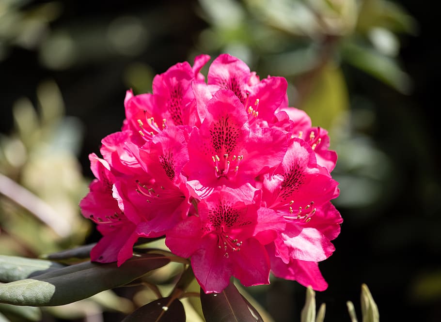 rhododendron, mekar, tanaman, tanaman hias, bunga rhododendron, alam, flora, Taman, kelopak bunga, bunga