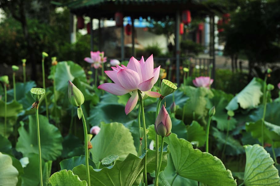 pink waterlilies, pink lotus, the pods, lotus seeds, lotus, elegant, artistic conception, lotus leaf, flowers, hawthorn