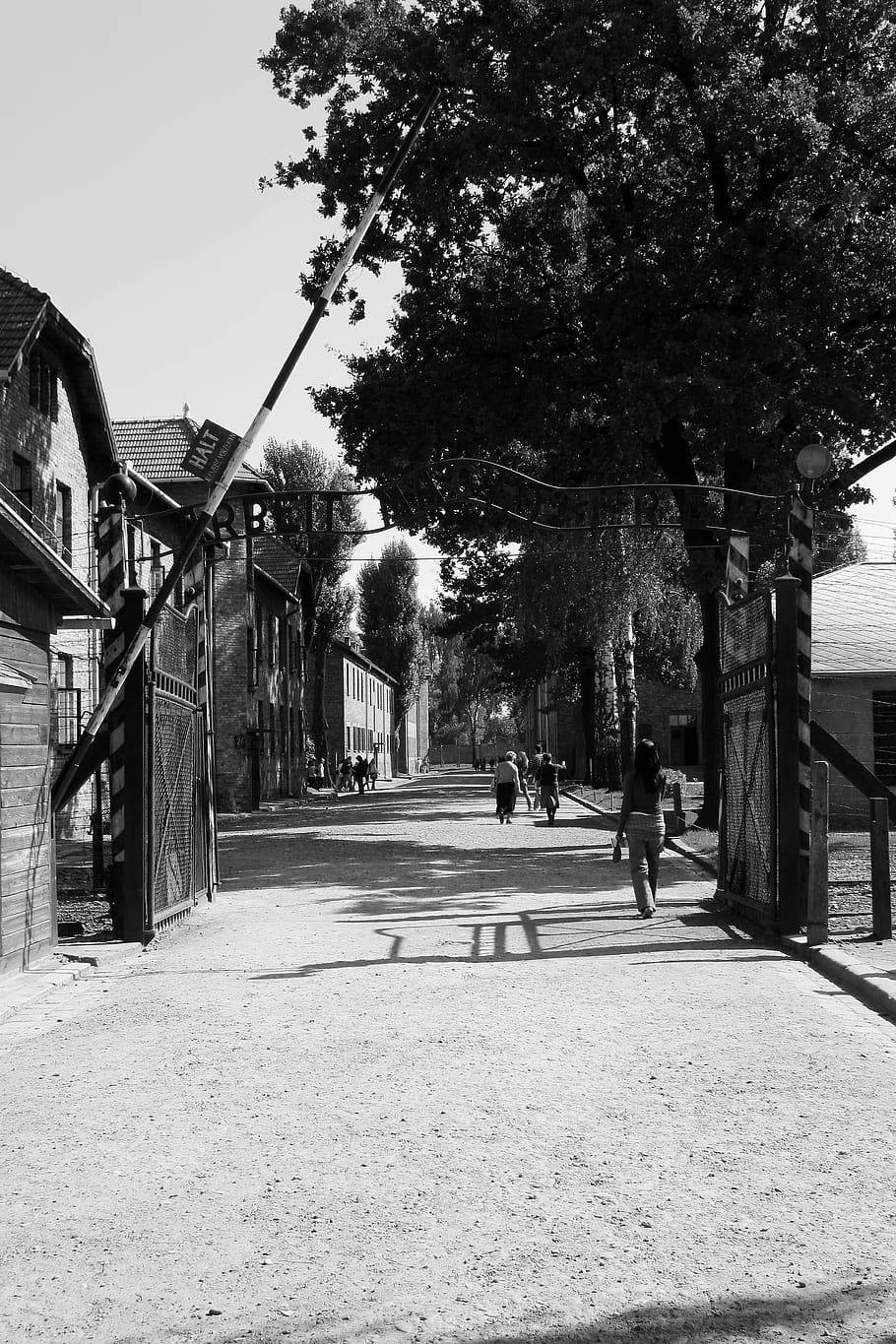 auschwitz, entry gate, barrier, oswiecim, barracks, holocaust, poland, tree, plant, architecture