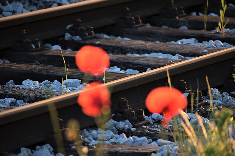 tiga poppy merah, dekat kereta api, malam, matahari terbenam, mekar, jam emas, bunga, musim semi, tidak fokus, alam