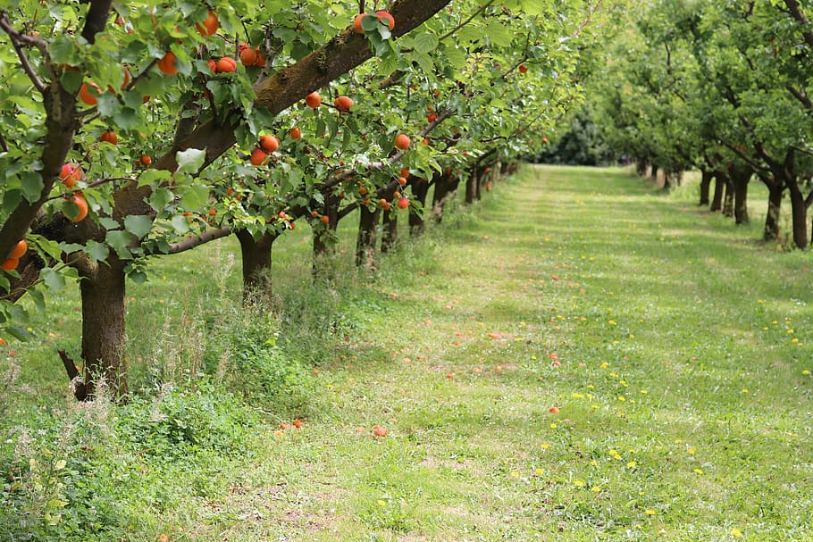 nature, apricots, trees, fruit, beautiful orchard, plant, growth, tree, food and drink, healthy eating