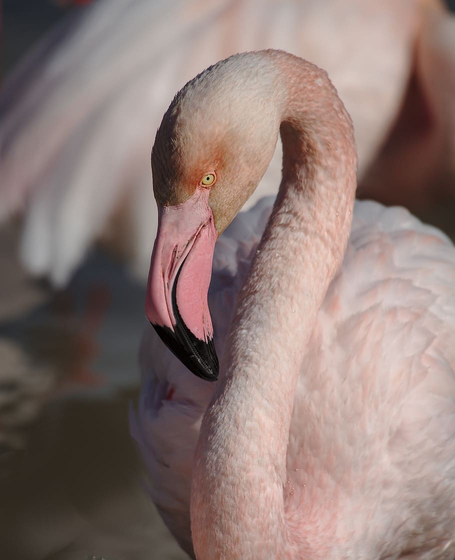 pink flamingo, camargue, bird, animal themes, animal, vertebrate, animal wildlife, animals in the wild, one animal, flamingo