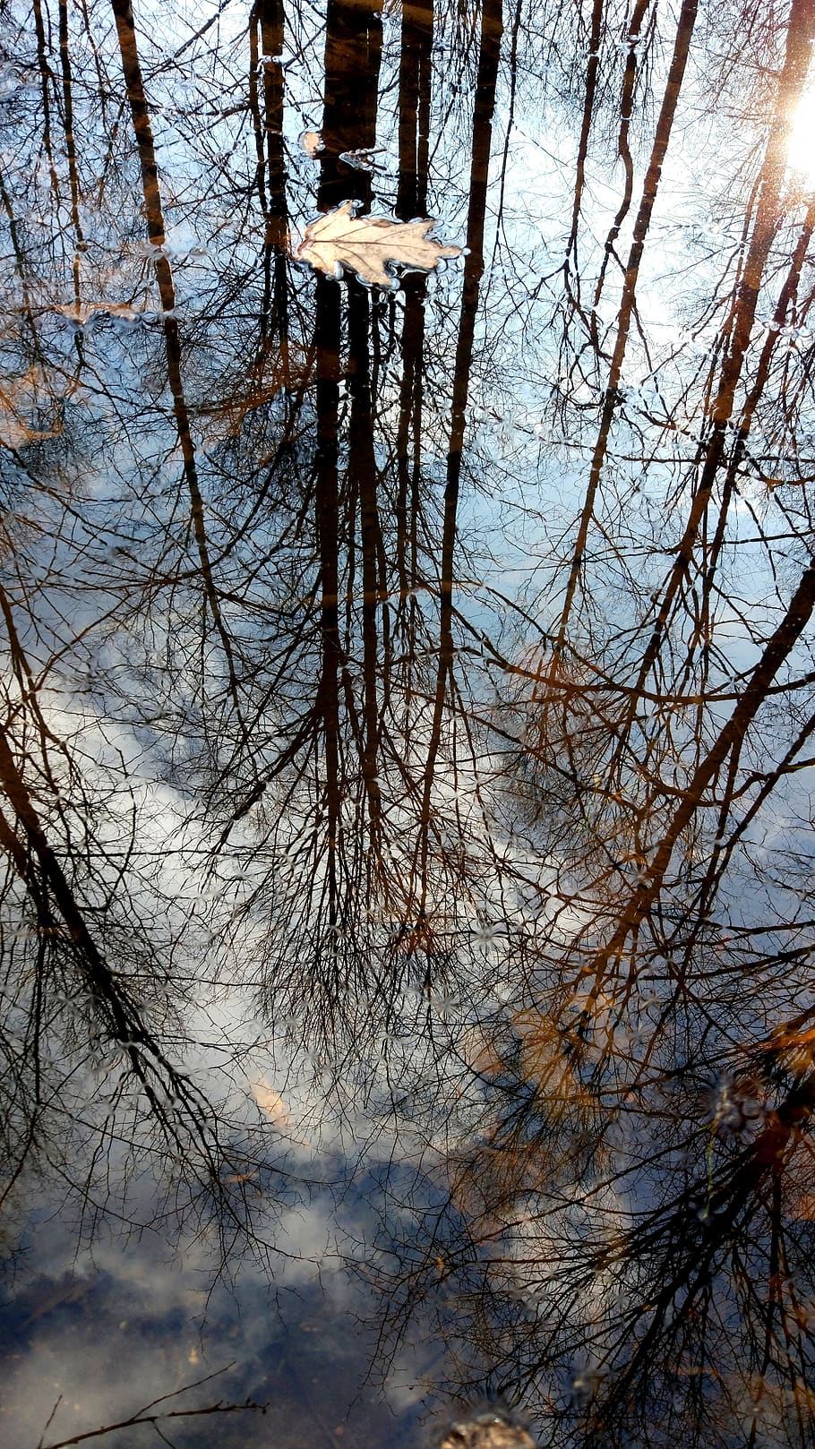 tree, nature, winter, season, branch, reflection, water, reflex, the illusion, spring