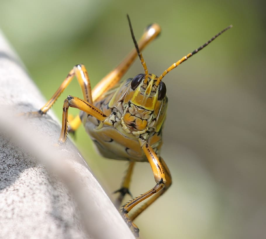 grasshopper, eastern lubber, macro, close up, insect, locust, green, antennae, wildlife, nature