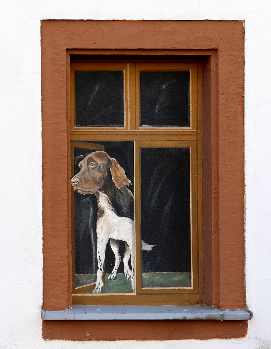 window, illusion, art, facade, painting, funny, humor, spoof, deception, dog