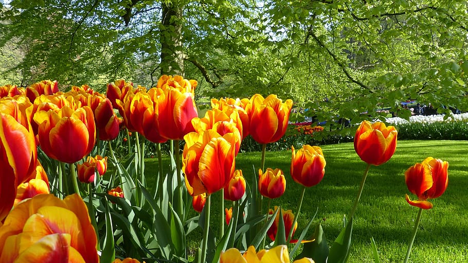 tulip, bunga, taman, keukenhof, amsterdam, botani, flora, musim semi, alam, tanaman