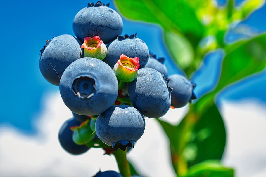 blueberry, superfood, sehat, mentah, buah, vegetarian, Berry, makanan, segar, bio