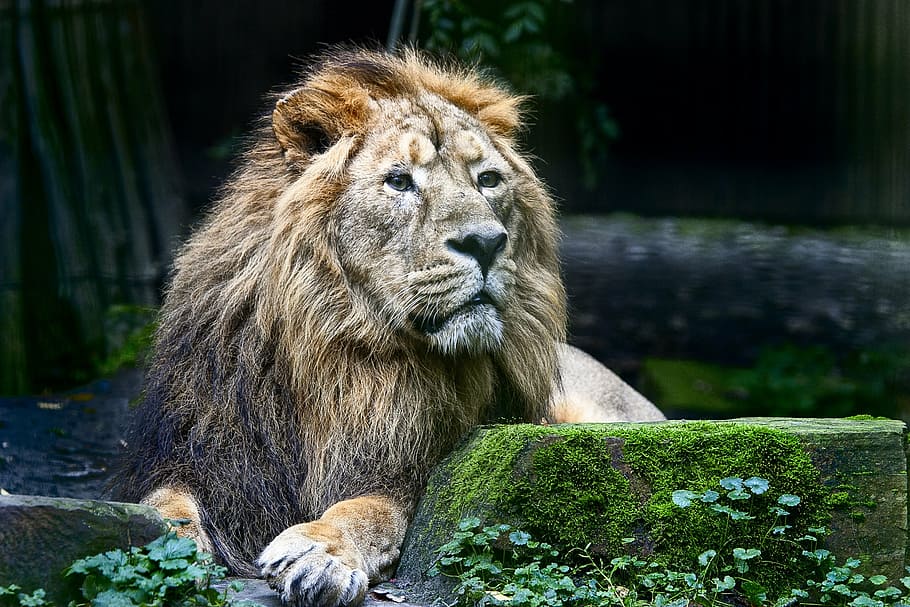 lion, wild, animals, nature, national park, wild animals, prey, safari, lioness, predator