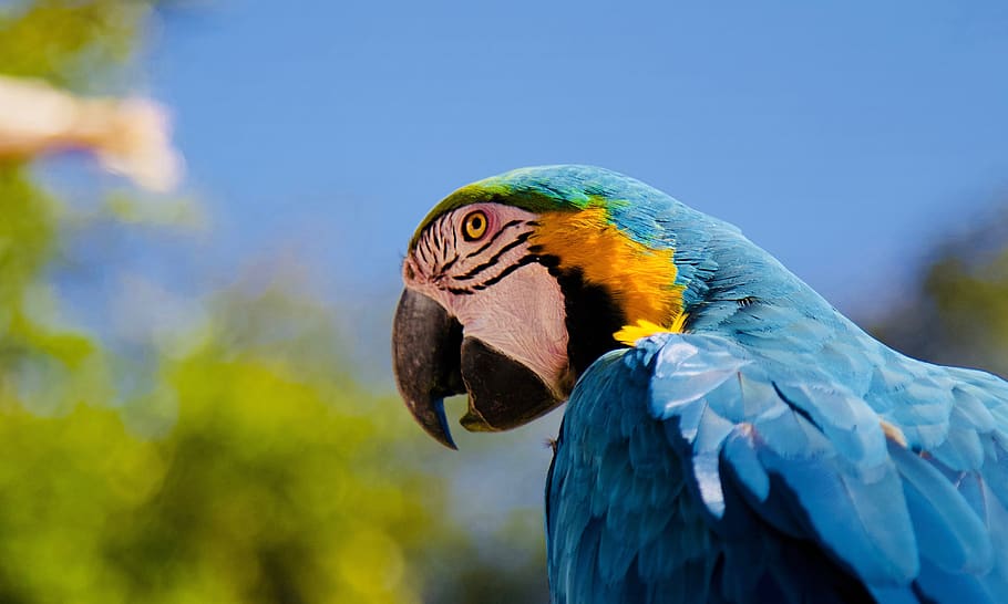 parrot, ara, blue macaw, beak, bird, color, ara ararauna, blue, animal themes, animal wildlife
