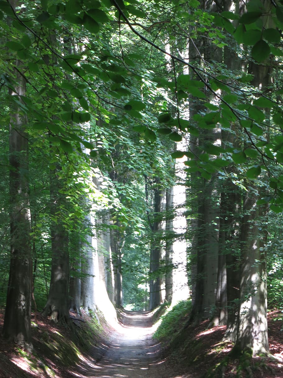 forest path, overijse, belgium, tree, plant, forest, land, growth, woodland, nature