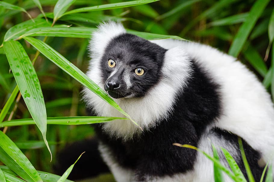 Black, white, Ruffed Lemur, white and black lemur, one animal, animal themes, animal, mammal, plant, animal wildlife