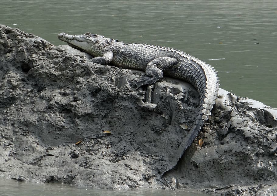 crocodilo de água salgada, crocodylus porosus, estuarino, crocodilo indo-pacífico, marinho, crocodilo de mar, animal, carnívoro, Sundarbans, pântano