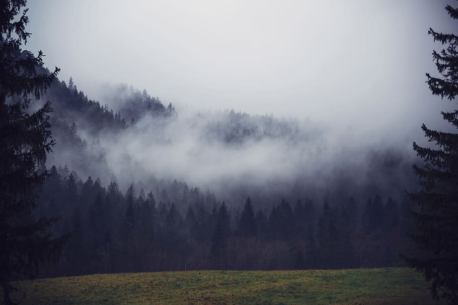 nature, landscape, mountain, fog, woods, forest, green, grass, trees, travel