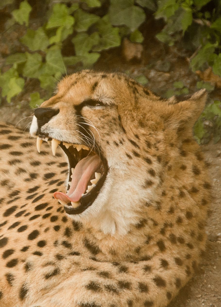 cheetah, africa, kenya, safari, nature, national park, animals, landscape, nature park, mammals