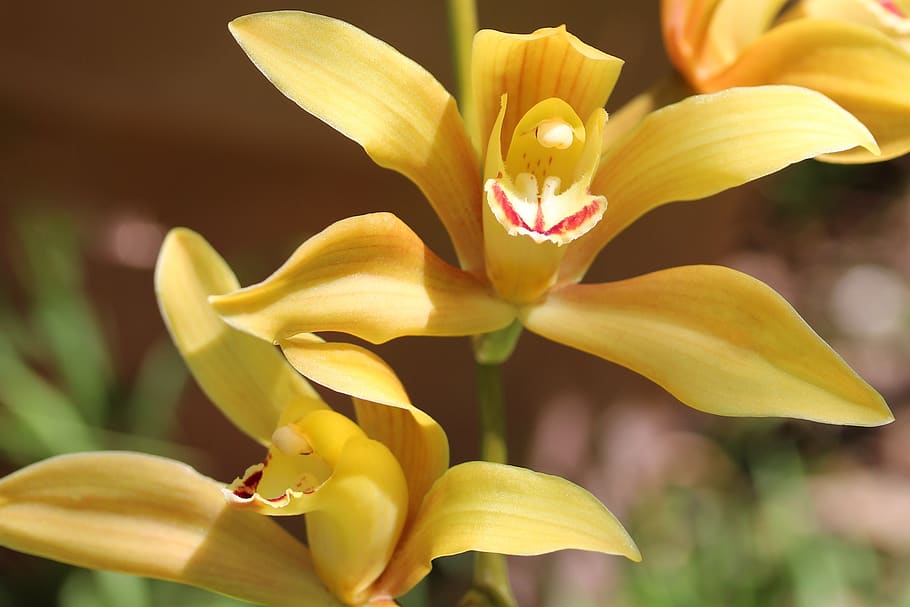 cymbidium orchid, exotic, bright, yellow, tropical, flowers, pot plant, flora, springtime, nature