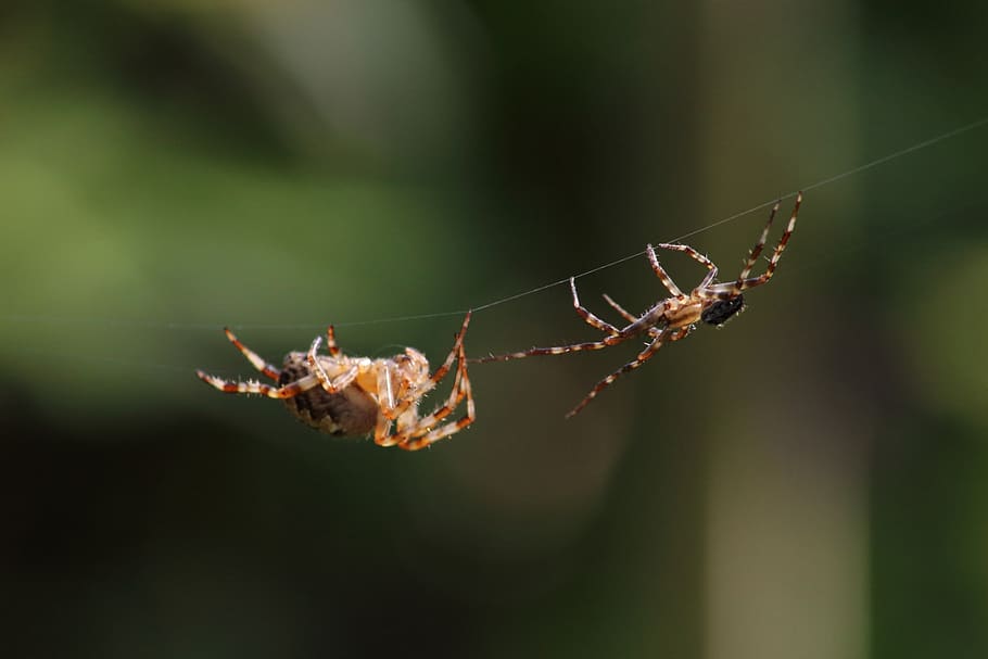 araña, insecto, un insecto parecido a una araña, bespozvonochnoe, telaraña, naturaleza, naturaleza viva, al aire libre, pequeño, peludo