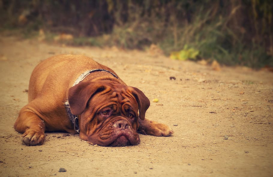 adult, tan, french, mastiff, lying, brown, soil, daytime, close-up photo, bordeaux